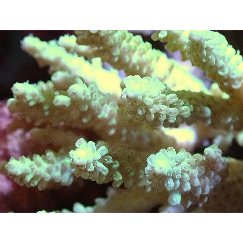 高質で安価 海水魚 サンゴ 観賞魚 生体 美カラー 個体販売 10ｃｍ 生体 サンゴ ミドリイシsp アクアリウム ペット 観賞魚生体 Oyostate Gov Ng