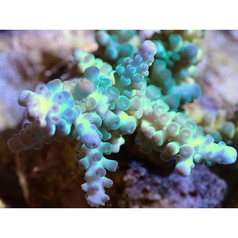 定番のお歳暮 観賞魚 サンゴ 海水魚 生体 アクアリウム ペット サンゴ ブリードミドリイシsp 美カラー 個体販売 11ｃｍ No 34 生体 観賞魚生体 Oyostate Gov Ng