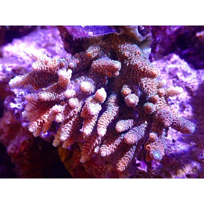 ランキング サンゴ 観賞魚 海水魚 美カラー 個体販売 7 8ｃｍ No 42 生体 サンゴ ブリードミドリイシsp アクアリウム ペット 生体 観賞魚生体 Internetvietteldng Com