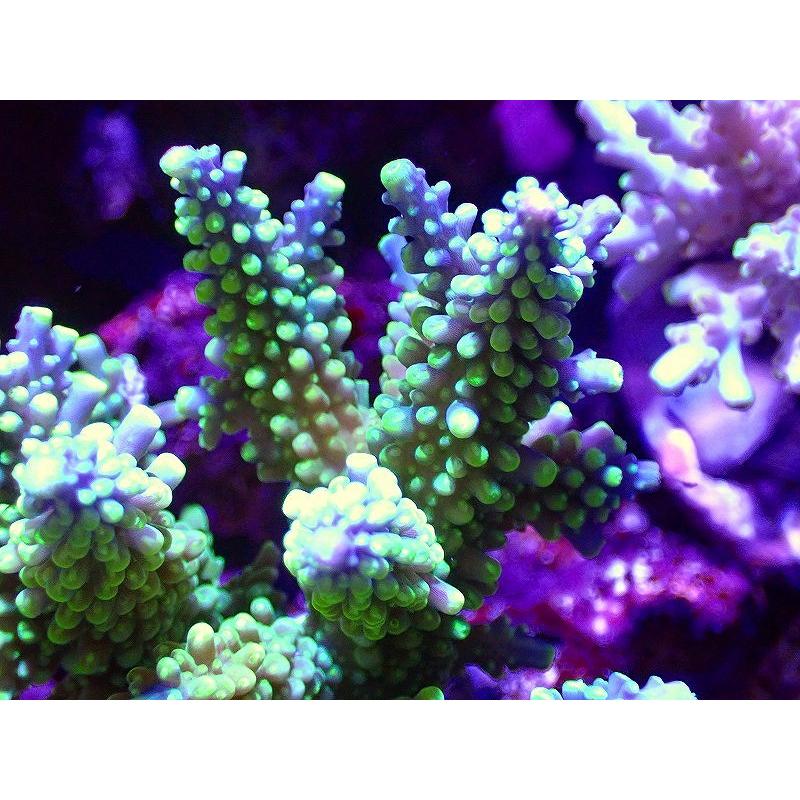 国内初の直営店 サンゴ 観賞魚 海水魚 美カラー 個体販売 11ｘ8ｃｍ No 4 生体 サンゴ ブリードミドリイシsp アクアリウム ペット 生体 観賞魚生体 Www Festivaldechaillol Com