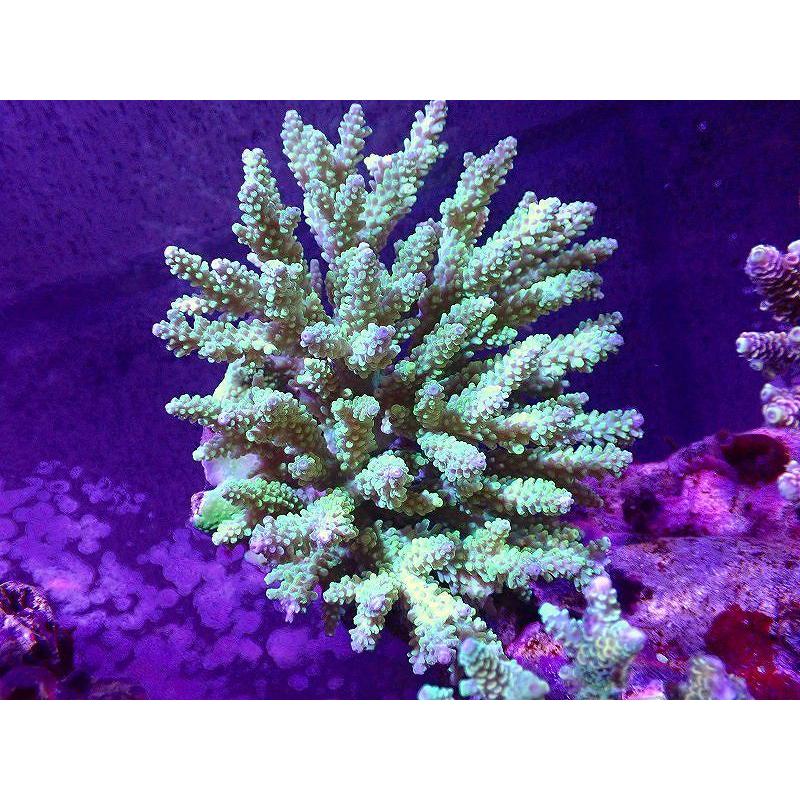 かわいい新作 美カラー 個体販売 15ｘ13ｃｍ No 4 生体 サンゴ ワイルドミドリイシsp アクアリウム ペット 生体 海水魚 サンゴ 観賞魚 観賞魚生体 Ksc Kcf Org