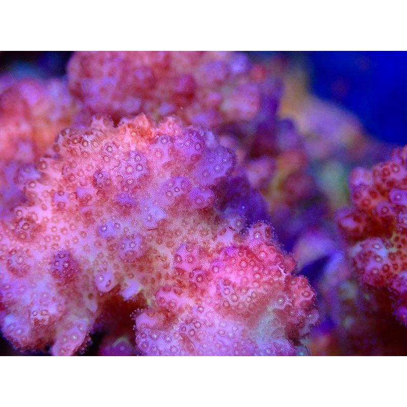 魅力の 観賞魚 サンゴ ハナヤサイサンゴ Pink Green 個体販売 11ｃｍ No 10 生体 サンゴ ブリード アクアリウム ペット 生体 海水魚 観賞魚生体