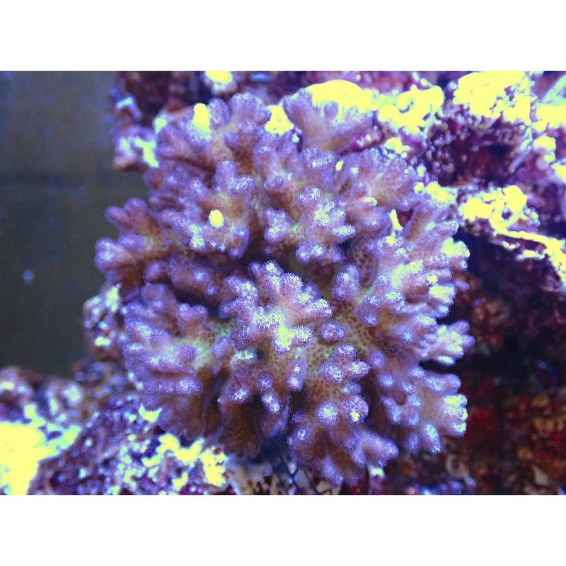 大注目 サンゴ 観賞魚 ハナヤサイサンゴ ピンク 個体販売 9ｃｍ 生体 サンゴ ブリード アクアリウム ペット 生体 海水魚 観賞魚生体 Www Codomonocoto Jp