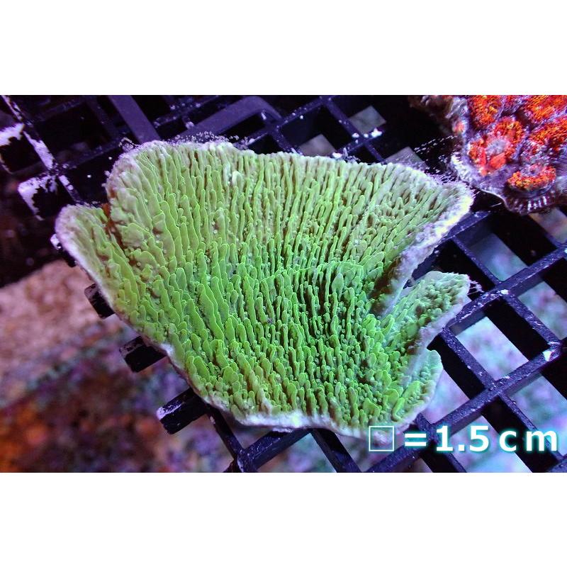 ウスコモンサンゴ（グリーン）大株 サンゴ】ウスコモンサンゴ（Green