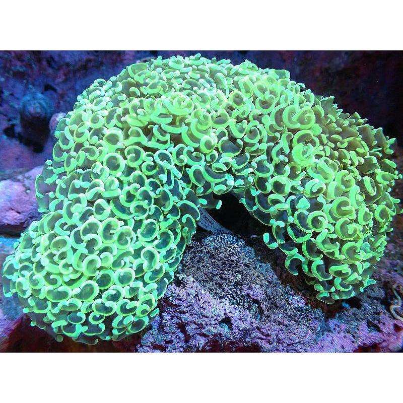 最新のデザイン サンゴ 観賞魚 海水魚 サンゴ ナガレハナサンゴ メタリックグリーン Lサイズ 個体販売 17ｃｍ No 1 生体 アクアリウム ペット 生体 観賞魚生体 Www Janvier Labs Com