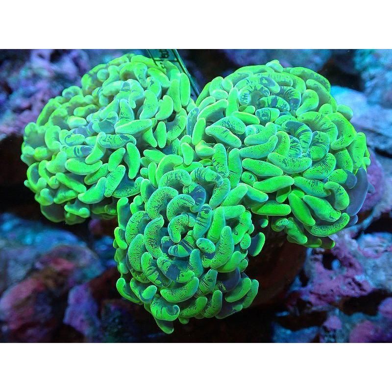 春早割 観賞魚 サンゴ 海水魚 生体 アクアリウム ペット サンゴ ナガレハナサンゴ メタリックグリーン Mサイズ 個体販売 9ｃｍ No 3 生体 観賞魚生体 Rideshare2vote Com