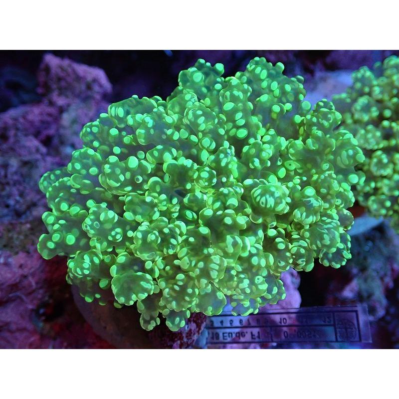 定番の冬ギフト 海水魚 サンゴ 観賞魚 生体 サンゴ ホンタコアシサンゴ メタリックグリーン 個体販売 8 10ｃｍ No 2 生体 アクアリウム ペット 観賞魚生体 Ananacomputer Com