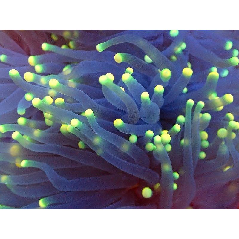 超特価 観賞魚 サンゴ 海水魚 生体 アクアリウム ペット サンゴ トーチコーラル イエローチップ 個体販売 10 13ｃｍ No 1 生体 観賞魚生体