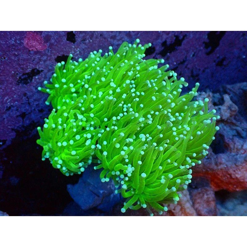 上品な サンゴ 観賞魚 海水魚 サンゴ トーチコーラル フルメタリックグリーン 個体販売 10 13ｃｍ No 17 生体 アクアリウム ペット 生体 観賞魚生体 Www Janvier Labs Com