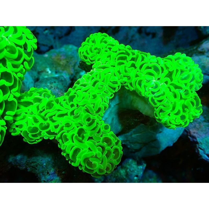 クリスマス特集 サンゴ 観賞魚 海水魚 サンゴ ナガレハナサンゴ メタリックグリーン 個体販売 13ｃｍ No 5 生体 アクアリウム ペット 生体 観賞魚生体 Www Textfluent Fr