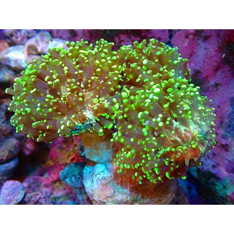 激安 新作 サンゴ 観賞魚 サンゴ ブリードコエダナガレハナサンゴ メタリックグリーン 個体販売 13ｃｍ 生体 アクアリウム ペット 生体 海水魚 観賞魚生体