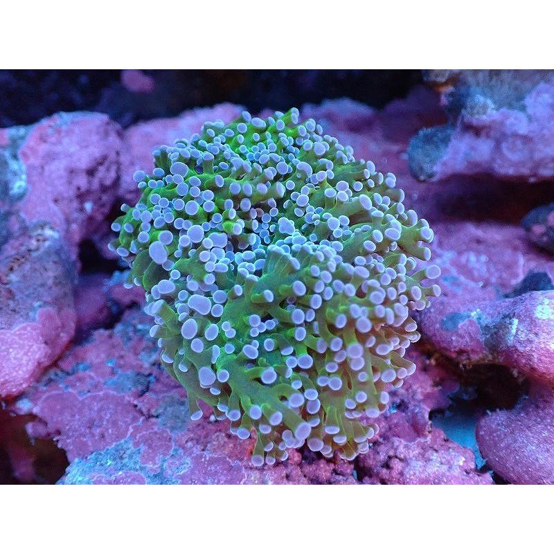即納 大特価 海水魚 サンゴ 観賞魚 生体 サンゴ タコアシサンゴ メタリックグリーン オーストラリア産 個体販売 7ｃｍ 生体 アクアリウム ペット 観賞魚生体 Www Cosmopharmaint Com