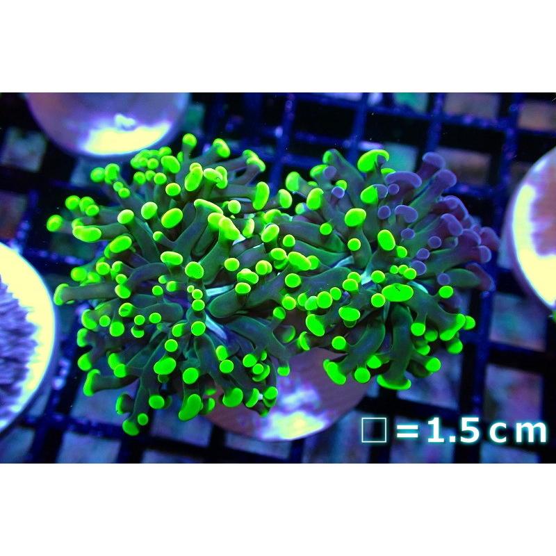 驚きの値段 観賞魚 サンゴ 海水魚 生体 アクアリウム ペット サンゴ ナガレハナサンゴ フラグ フルメタリックグリーン 個体販売 No 15 生体 観賞魚生体 Oyostate Gov Ng