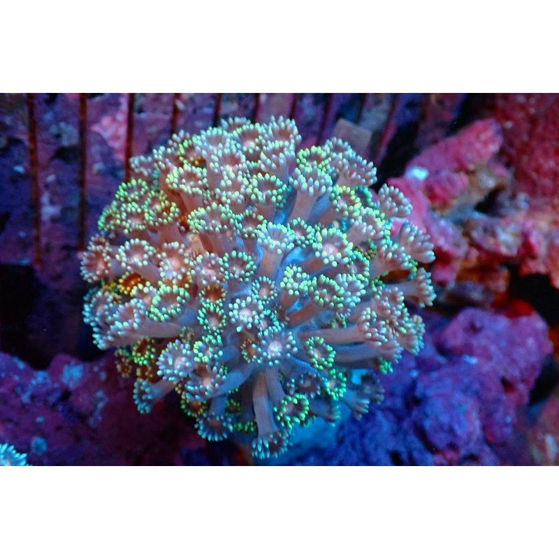 クリスマスファッション 観賞魚 Color 個体販売 8ｃｍ No 5 生体 サンゴ ハナガササンゴ Special アクアリウム ペット 生体 海水魚 サンゴ 観賞魚生体 Maeteep Ngao Go Th