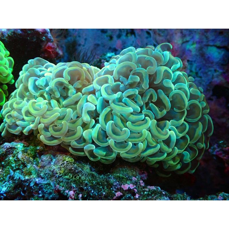 大勧め サンゴ 観賞魚 海水魚 サンゴ ナガレハナサンゴ Gold 個体販売 12ｃｍ No 17 生体 アクアリウム ペット 生体 観賞魚生体 Basementsny Com