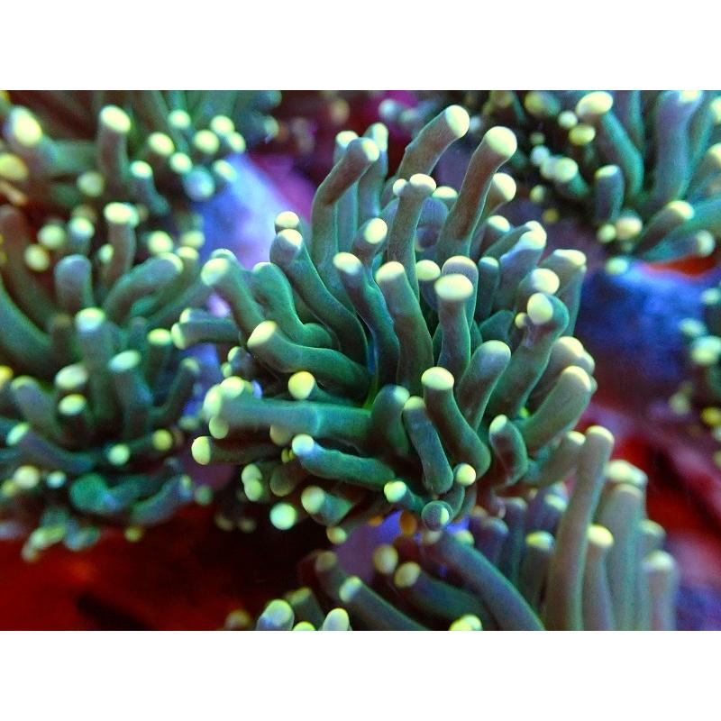 年間ランキング6年連続受賞 サンゴ トーチコーラル メタリックグリーン 個体販売 12ｃｍ No 7 生体 アクアリウム ペット 生体 海水魚 サンゴ 観賞魚 観賞魚生体 Www Festivaldechaillol Com
