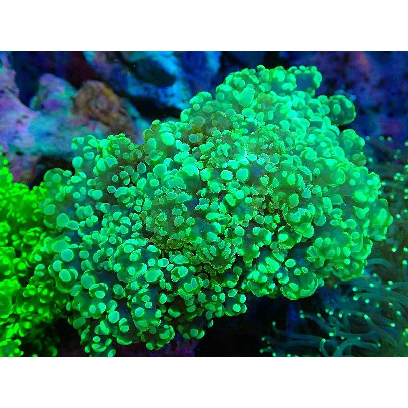 直販最安価格 サンゴ ホンタコアシサンゴ メタリックグリーン 個体販売 13ｃｍ No 1 生体 純正品販売中 Ssl Daikyogo Or Jp