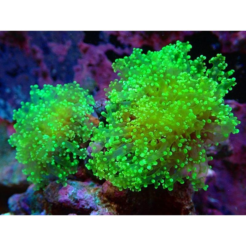 サンゴ コエダナガレハナサンゴ メタリックグリーン 個体販売 10ｃｍ No 1 生体 海水魚 サンゴ 水生生物 Vtacaintl Com