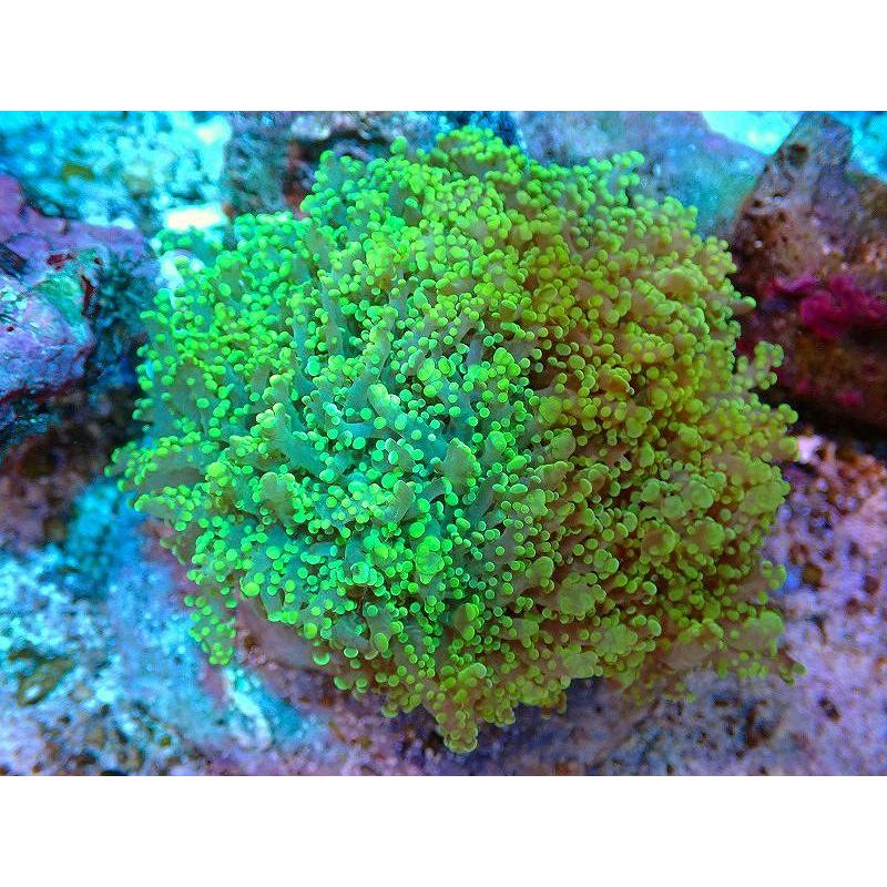 サンゴ コエダナガレハナサンゴ メタリックグリーン 個体販売 10ｃｍ No 6 生体 海水魚 サンゴ 水生生物 Vtacaintl Com