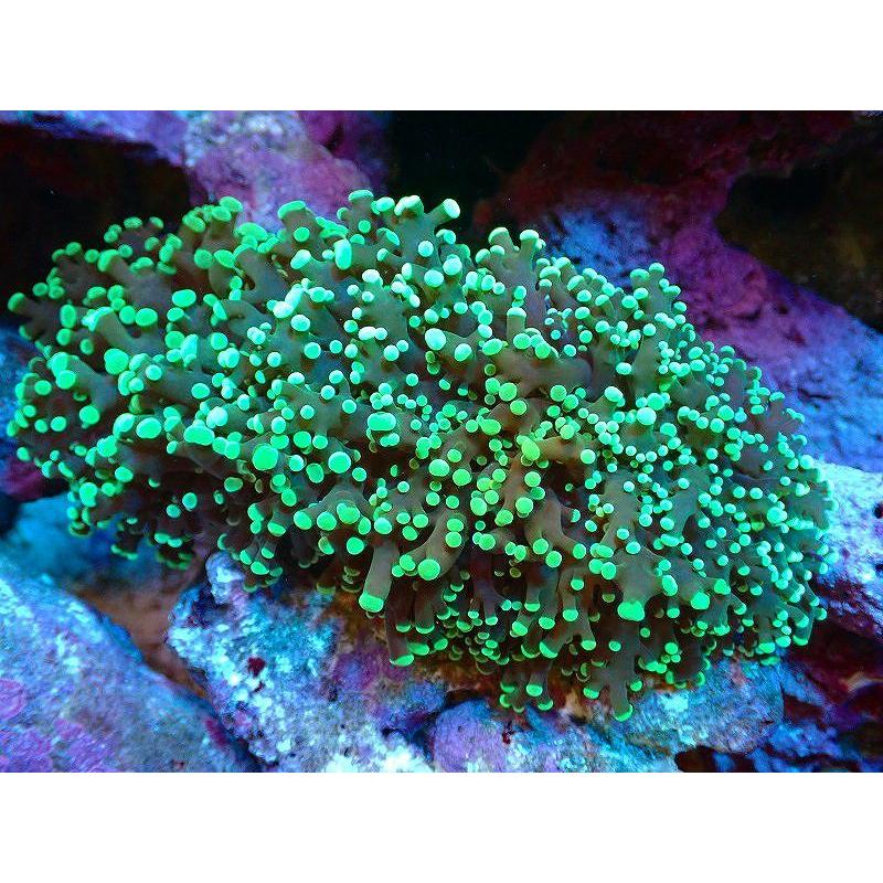超小型pc サンゴ タコアシサンゴ メタリックグリーン Smサイズ 個体販売 10ｃｍ No 3 生体 Ah03 ペットバルーン ヤフー店 通販 Yahoo ショッピング アウトレット売上 Carloslopespaisagismo Com Br