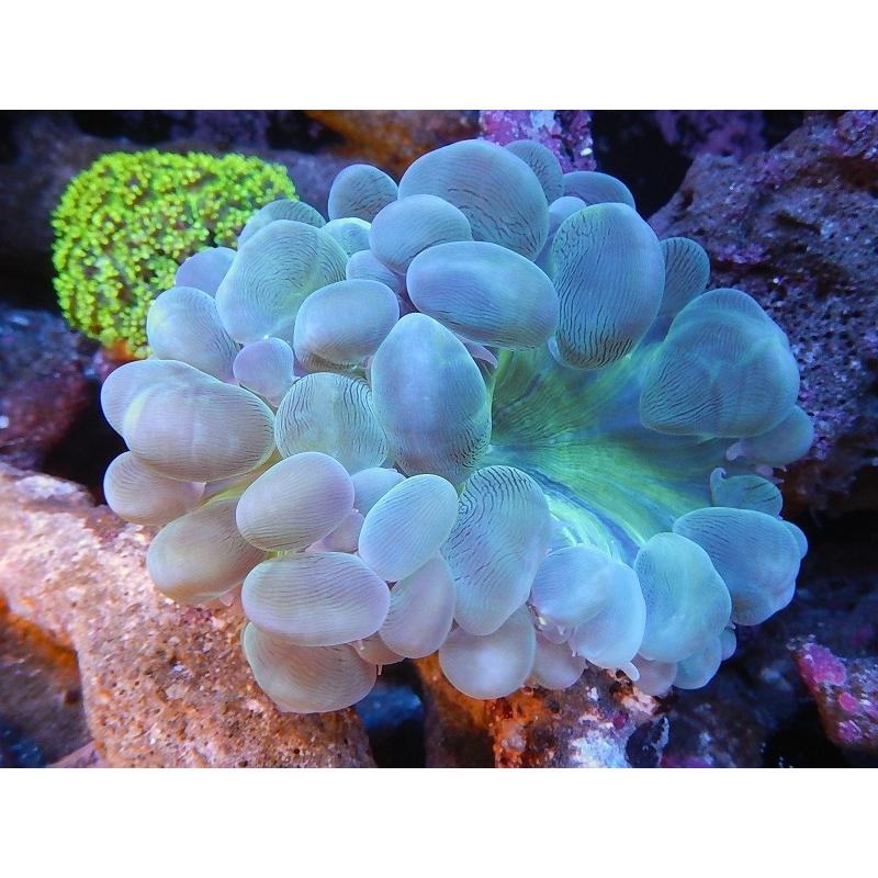 サンゴ バブルコーラル グリーンコア Mサイズ 個体販売 10ｃｍ前後 生体 20200815 Ah04 00815450 ペットバルーン ヤフー店 通販 Yahoo ショッピング