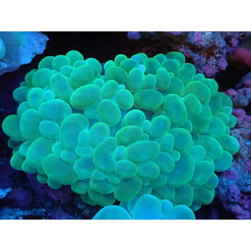 サンゴ バブルコーラル グリーン 個体販売 14ｃｍ No 5 生体 Ah04 ペットバルーン ヤフー店 通販 Yahoo ショッピング