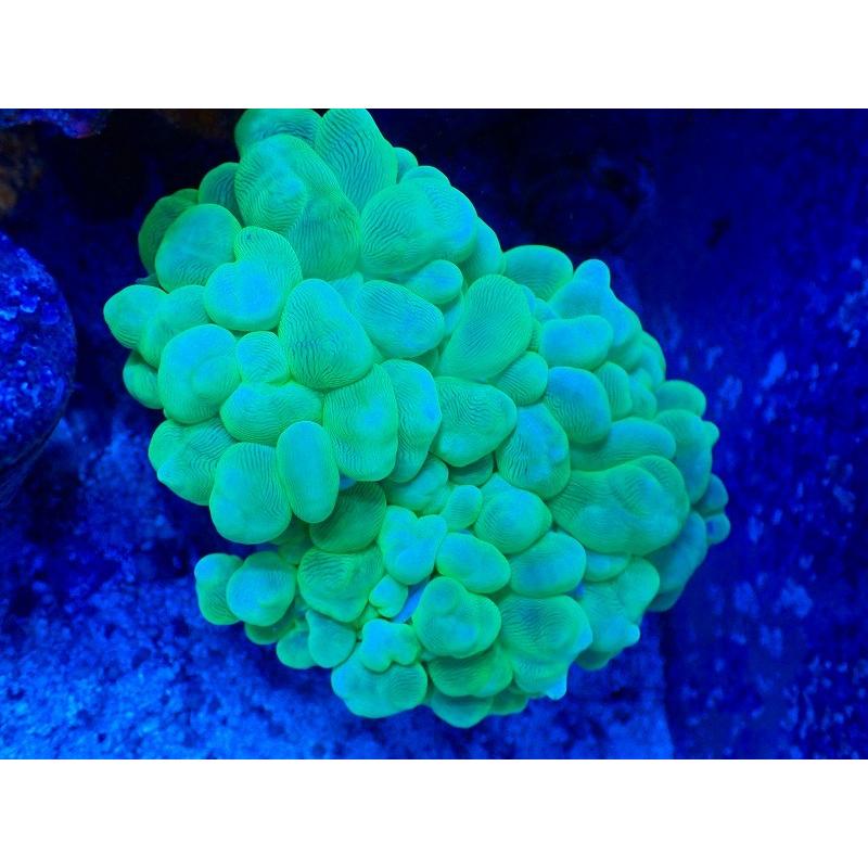 人気のクリスマスアイテムがいっぱい サンゴ バブルコーラル メタリックグリーン Mlサイズ 個体販売 10ｃｍ No 8 生体 アクアリウム ペット 生体 海水魚 サンゴ 観賞魚 観賞魚生体 Www Croftheadholidaypark Co Uk