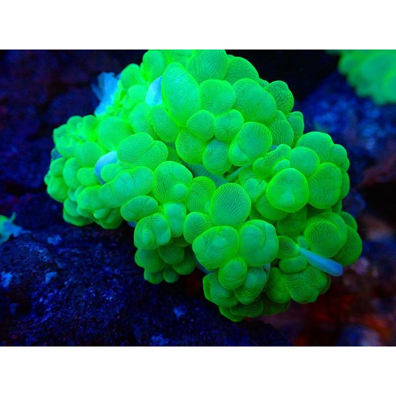 【サンゴ】バブルコーラル（メタリックグリーン）SMサイズ（個体販売）（±8ｃｍ）No.5（生体） 海水魚、サンゴ、水生生物