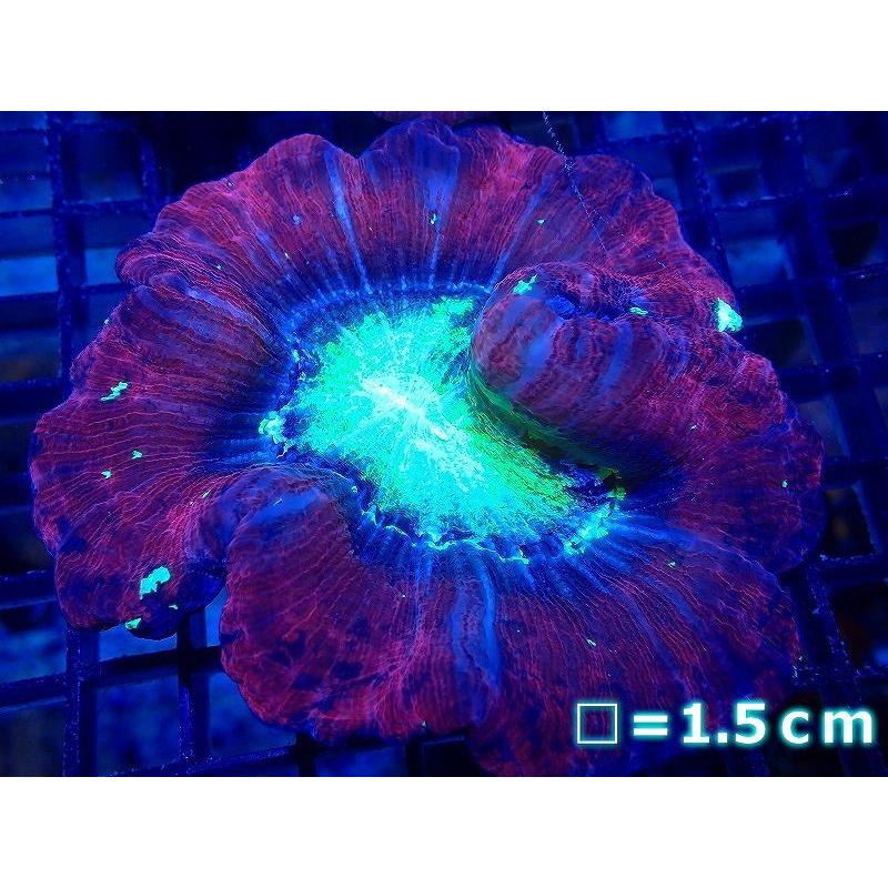 大阪人気商品 サンゴ オープンブレインコーラル Multi Color 個体販売 No 11 生体 日本販売好調 Ssl Daikyogo Or Jp