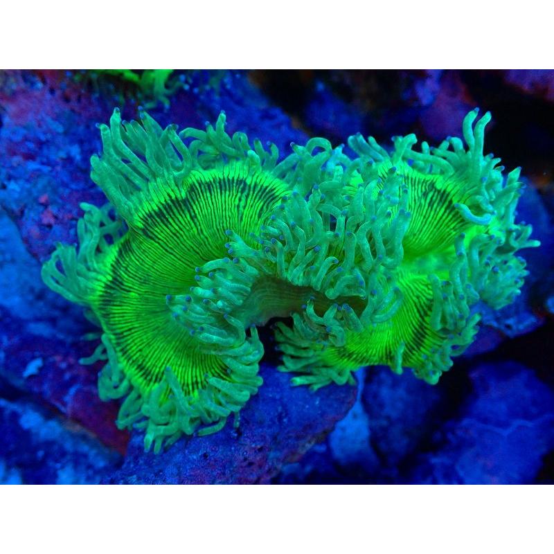 海外への送料無料 サンゴ トランペットコーラル メタリックグリーン 個体販売 11ｃｍ No 1 生体 ネット直販 Ssl Daikyogo Or Jp
