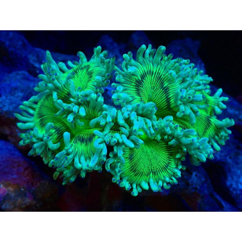 クリアランス販促品 サンゴ トランペットコーラル メタリックグリーン 個体販売 11ｃｍ No 4 生体 ネット購入 Ssl Daikyogo Or Jp