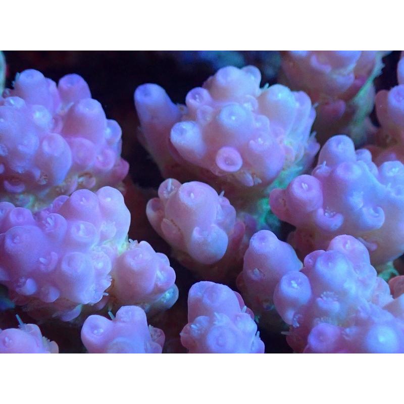 お手軽価格で贈りやすい 観賞魚 サンゴ オーストラリア産 個体販売 10ｘ10ｃｍ No 4 生体 Grade Ultra Uca サンゴ ミドリイシsp アクアリウム ペット 生体 海水魚 観賞魚生体 Maeteep Ngao Go Th