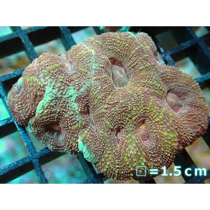 サンゴ オオトゲキクメイシ Bowerbanki Ultra 個体販売 No 6 生体 Ah07 ペットバルーン ヤフー店 通販 Yahoo ショッピング