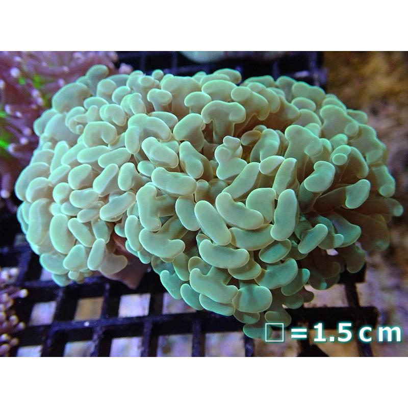 22最新作 サンゴ ナガレハナサンゴ Special Color オーストラリア産 個体販売 No 8 生体 観賞魚生体 Gocvanphong Net