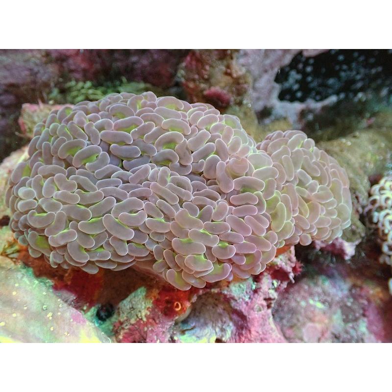 激安 楽天 サンゴ ナガレハナサンゴ Special Color オーストラリア産 個体販売 12ｃｍ No 18 生体 得割60 Smamdarularqom Sch Id