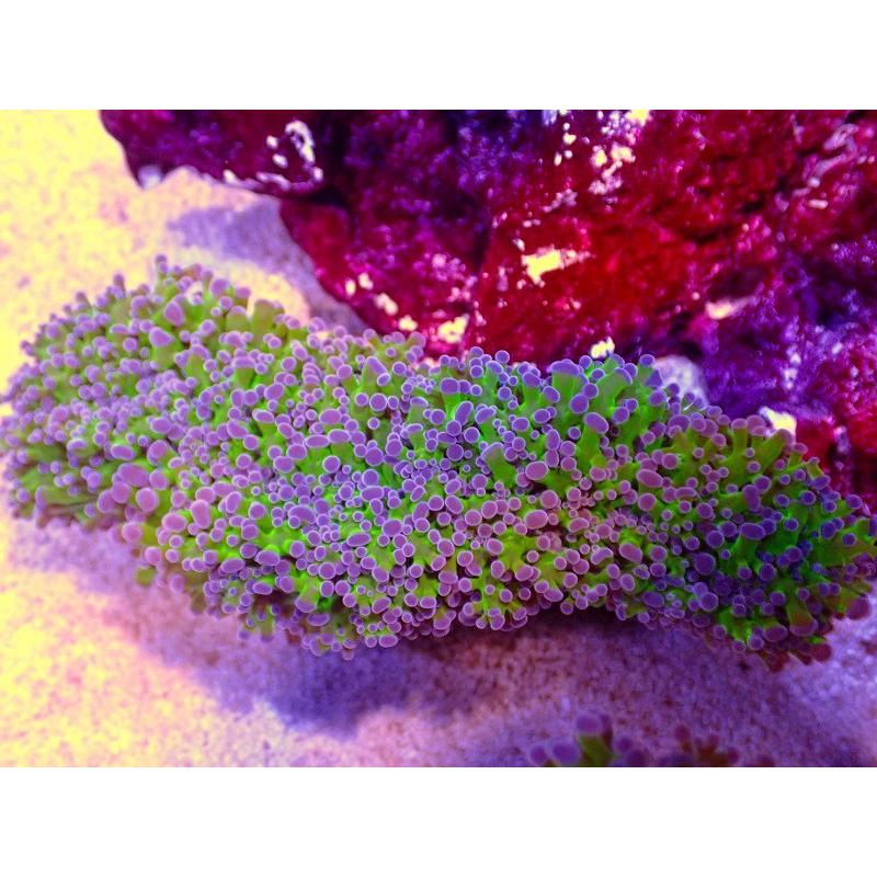 完売 観賞魚 サンゴ 海水魚 生体 アクアリウム ペット サンゴ タコアシサンゴ Toxic Green Stem オーストラリア産 個体販売 12ｃｍ No 4 生体 観賞魚生体