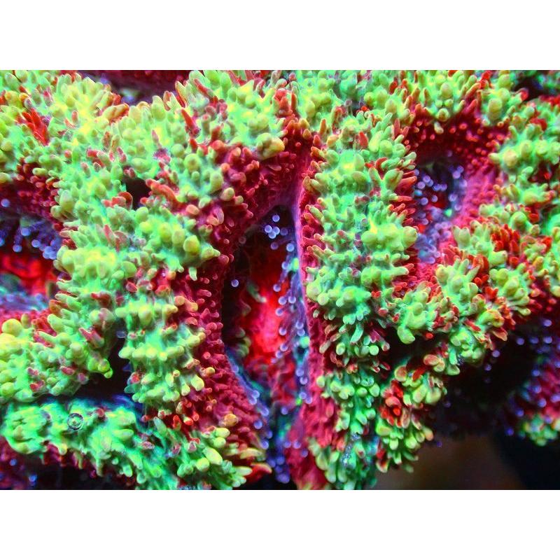 セットアップ 観賞魚 Color オーストラリア産 個体販売 No 50 生体 サンゴ カクオオトゲキクメイシ Multi アクアリウム ペット 生体 海水魚 サンゴ 観賞魚生体 Www Helendoron Pe