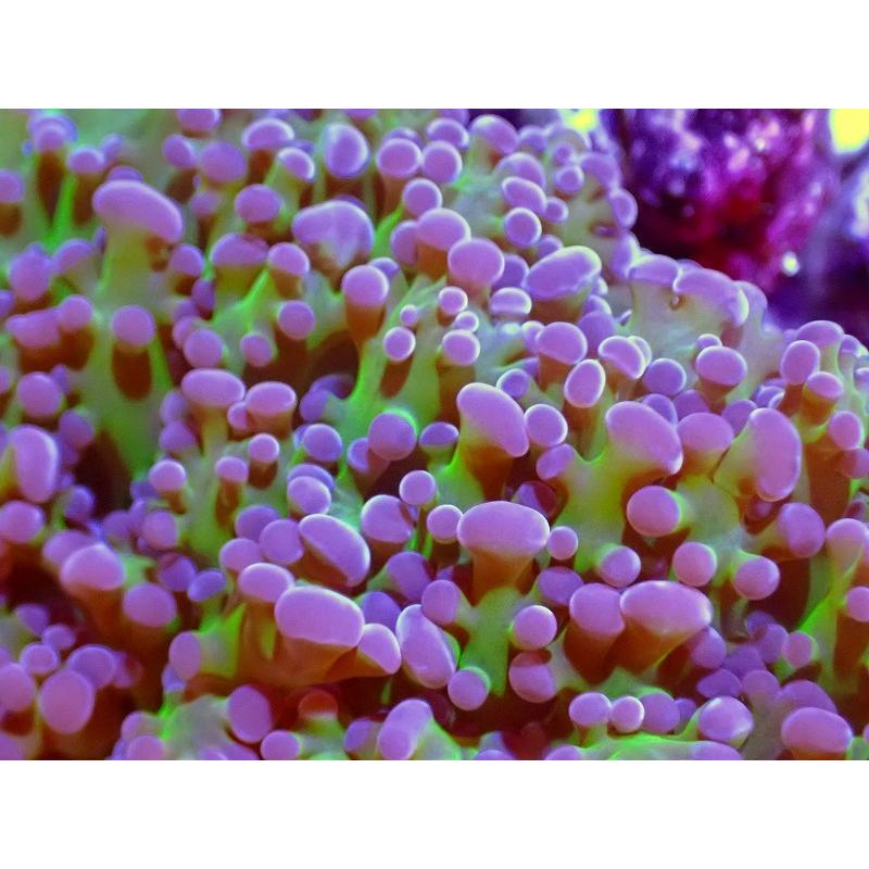 サンゴ タコアシサンゴ Metallic Green Stem Uca オーストラリア産 個体販売 8ｃｍ No 1 生体 Gongdisseny Com