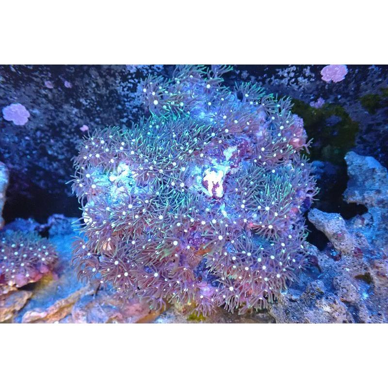 サンゴ スターポリプ メタリックグリーン 個体販売 13ｃｍ No 9 生体 Ah08 ペットバルーン ヤフー店 通販 Yahoo ショッピング