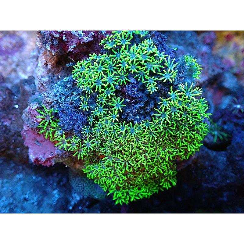サンゴ スターポリプ メタリックグリーン 個体販売 11ｃｍ No 5 生体 Ah08 ペットバルーン ヤフー店 通販 Yahoo ショッピング