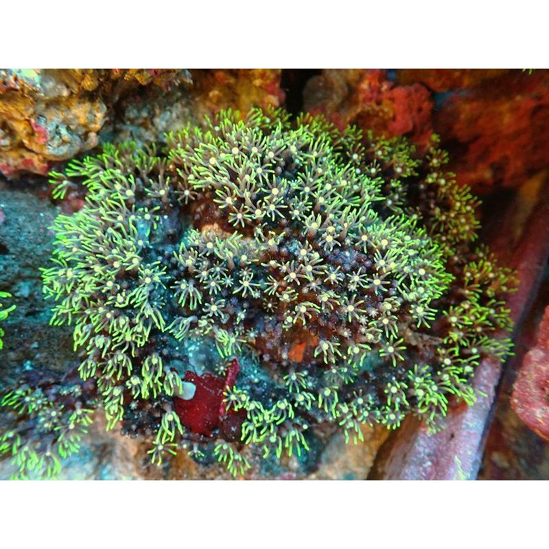 サンゴ ブリードスターポリプ メタリックグリーン 個体販売 10ｃｍ No 21 生体 海水魚 サンゴ 水生生物 Morefon Ru