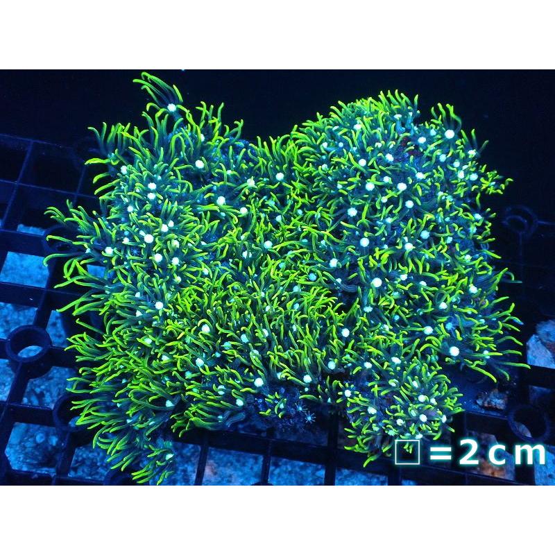 サンゴ】スターポリプ（スーパーメタリックグリーン）Mサイズ（個体