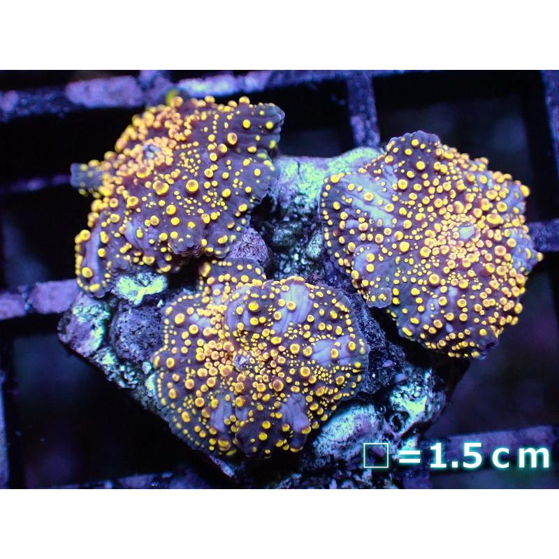 【サンゴ】ディスクコーラルsp.（UCA Interstellar morph)【オーストラリア産】（個体販売）No.7（生体） 海水魚、サンゴ、水生生物