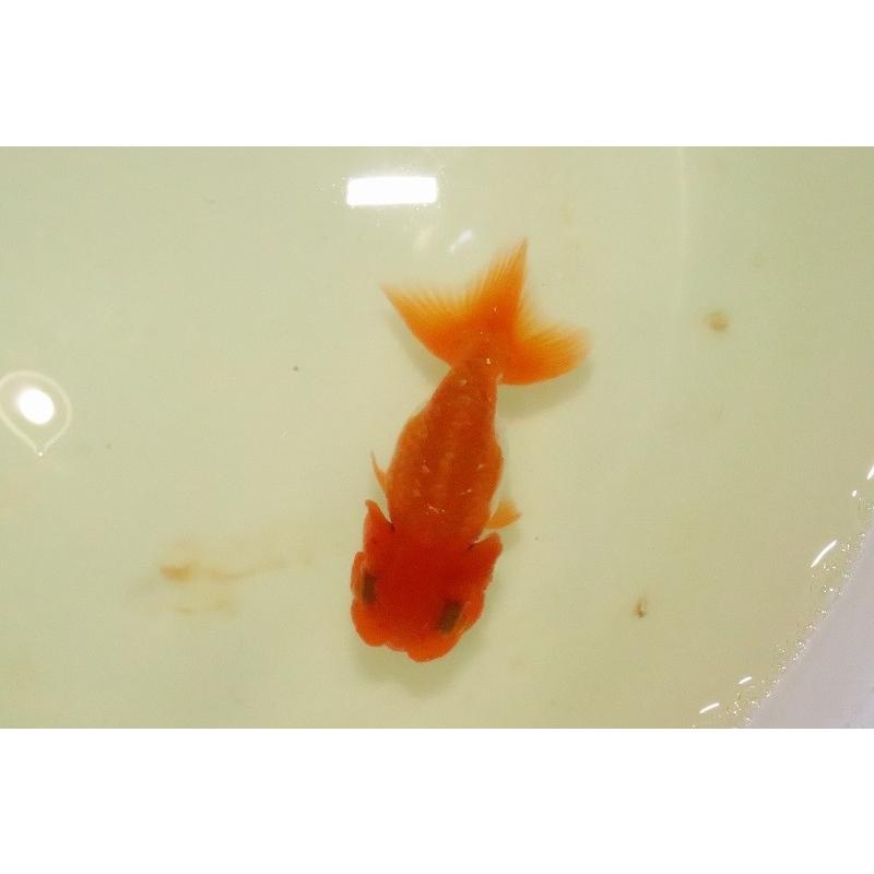 らんちゅう No4 大特価 更紗 宇野直系京都筋 らんちゅう 3歳 個体販売 7cm 金魚 Ak02 ペットバルーン ヤフー店 通販 Yahoo ショッピング