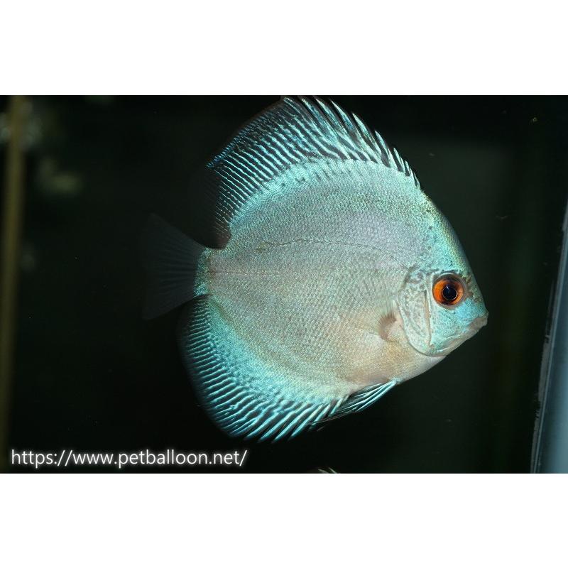 春早割 ディスカス 観賞魚 熱帯魚 ３匹 サンプル画像 5 6cm 生体 ディスカス ブルースコーピオン アクアリウム 生体 ディスカス 観賞魚生体 Itse Edu Co