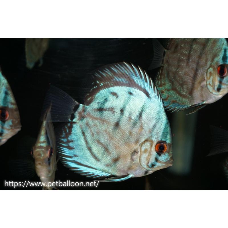 ディスカス ブルーコバルト3匹