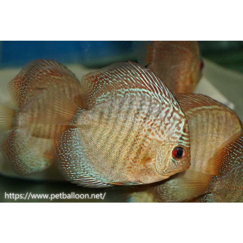 爆安プライス 熱帯魚 ディスカス 生体 お買い得セット ブルー スネークスキン ディスカス 6cm 3匹セット 1番 水槽番号 076 超激安 Ihmc21 Com