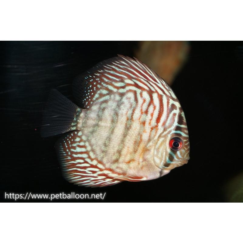 【ディスカス】ハイボディタイガー【５匹】【サンプル画像】5-6cm（生体）