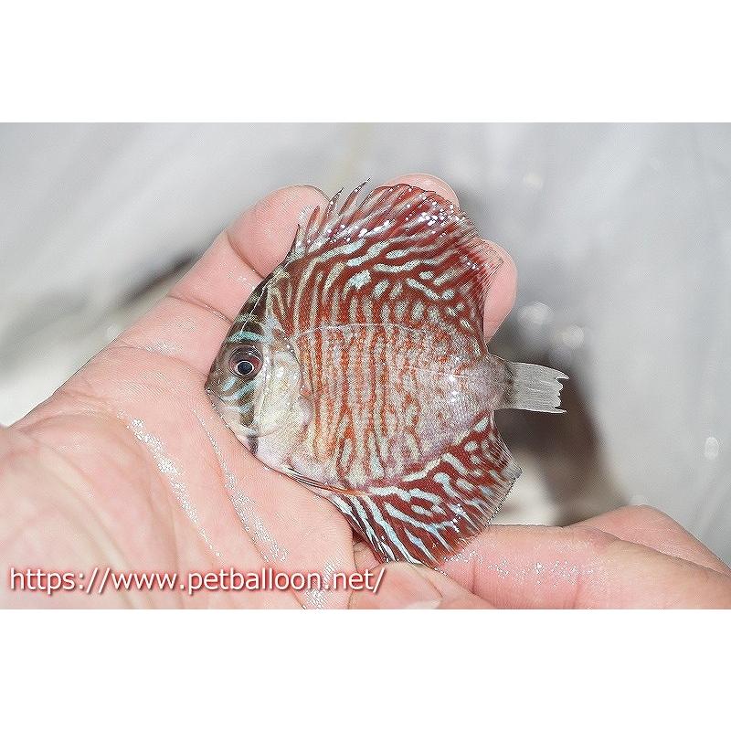 正規品 【ディスカス】ハイボディタイガー【５匹】【サンプル画像】5-6cm（生体） 【OC2287550524】(13167円)