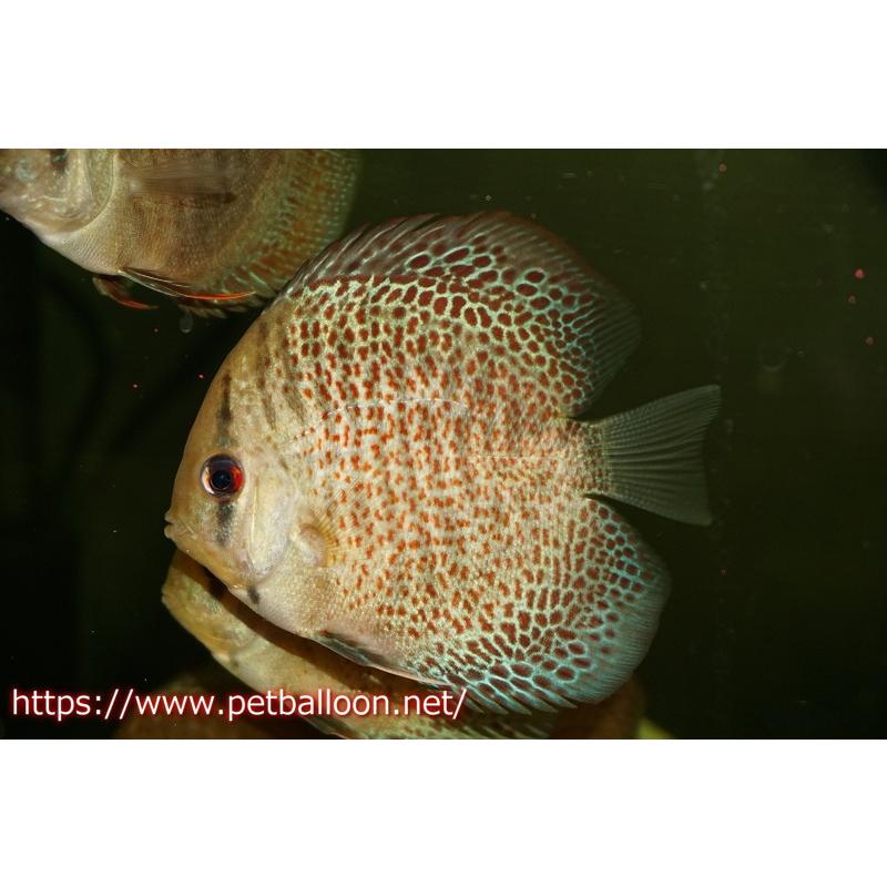 ディスカス ブルーアナコンダ １匹 サンプル画像 6 7cm 生体 熱帯魚 Vest Doctum Edu Br